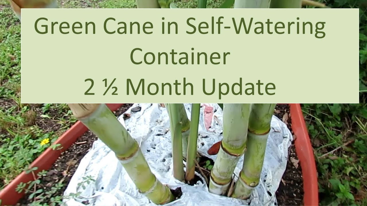 Green Sugar Cane in Self-Watering Container: 2 1/2 Month Update