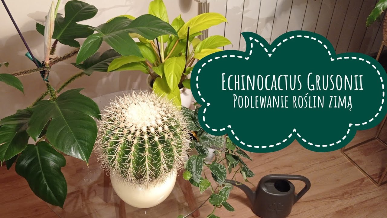 Echinocactus Grusonii 💚 Podlewanie roślin zimą 🍀 Tragiczny finał filmu