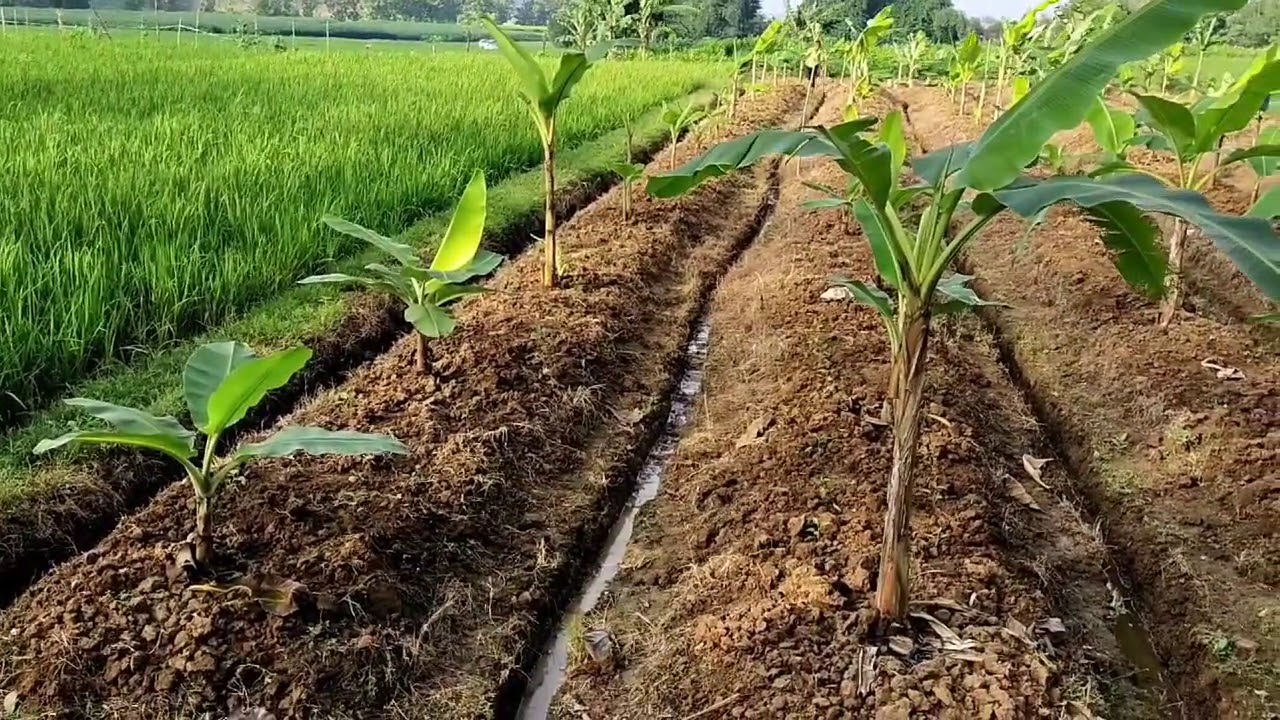 Trik Berkebun Pisang di Lahan Berair Part 2