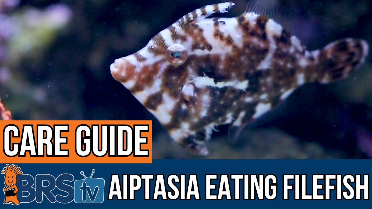 Aiptasia-Eating Filefish Care Guide &ndash; What You Need to Know!
