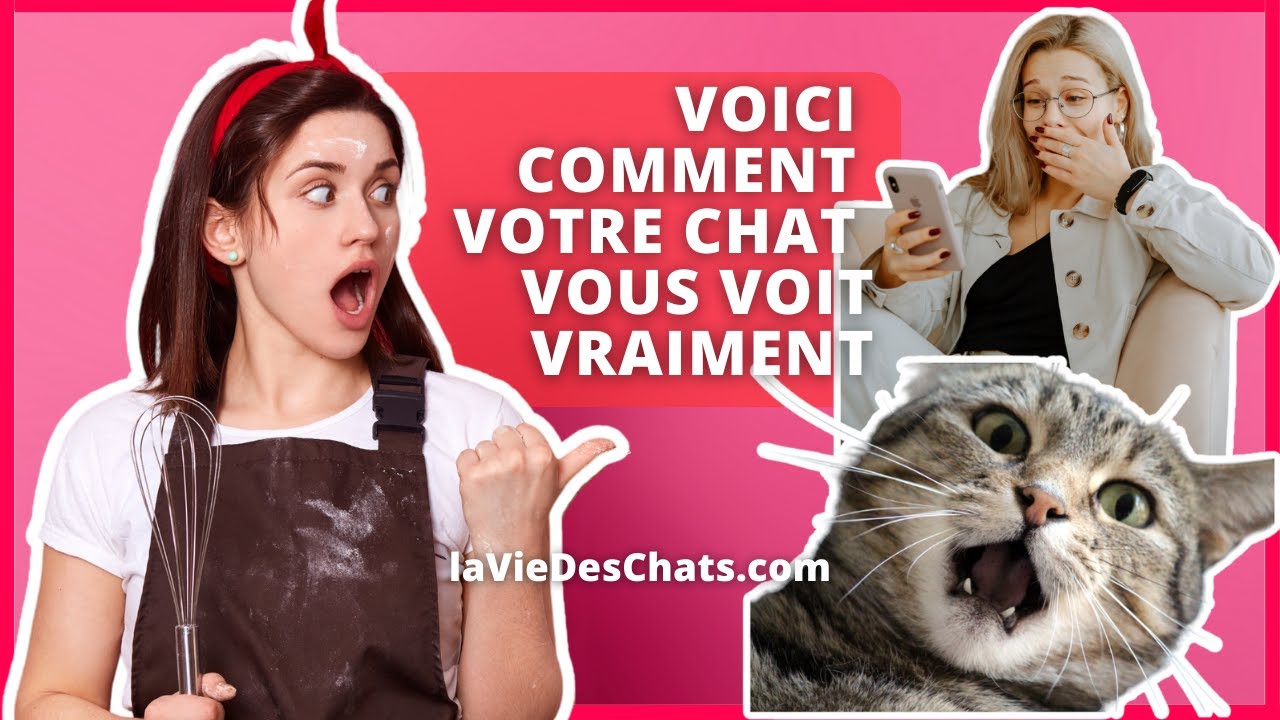 VOICI COMMENT VOTRE CHAT VOUS VOIT VRAIMENT