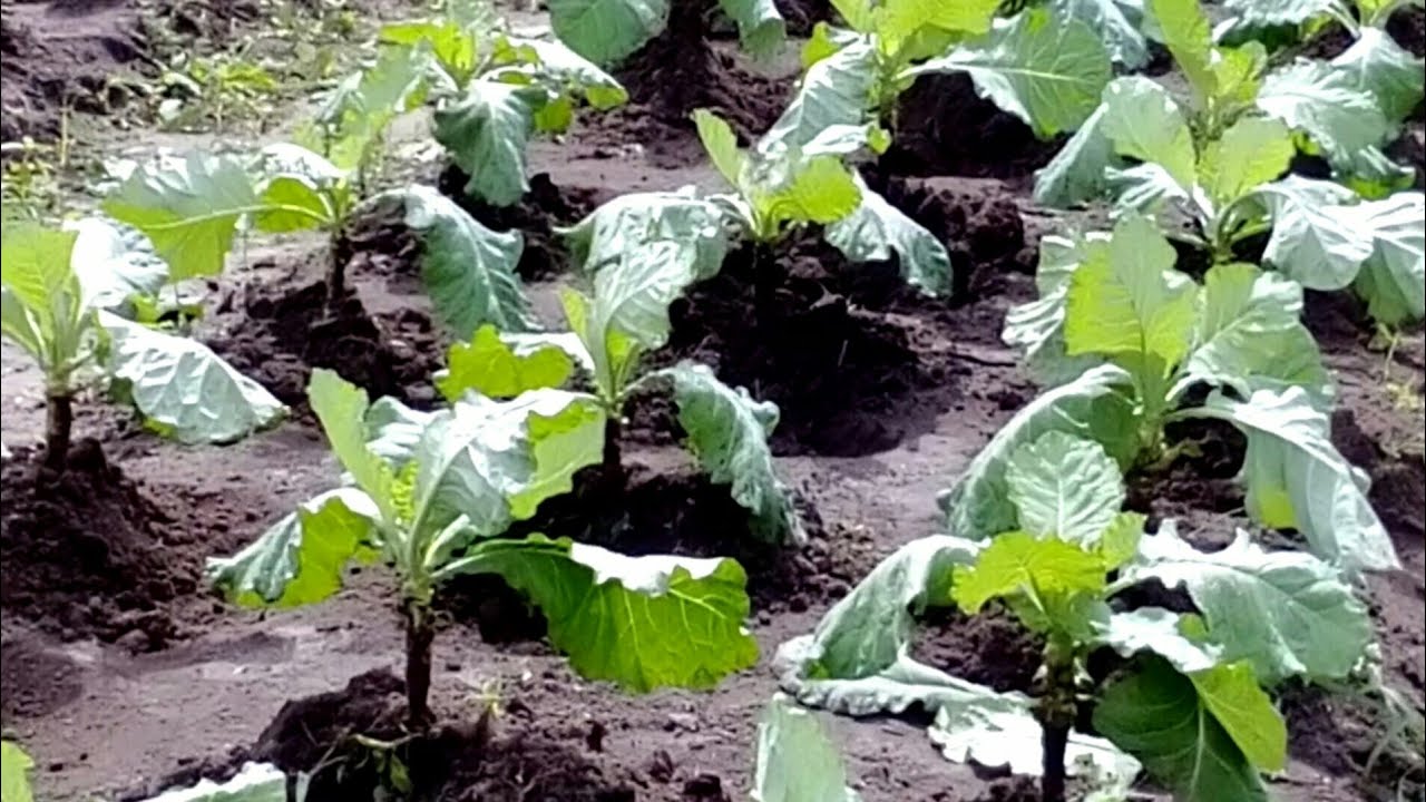 Evitem esses erros na hora de plantar a sua Couve