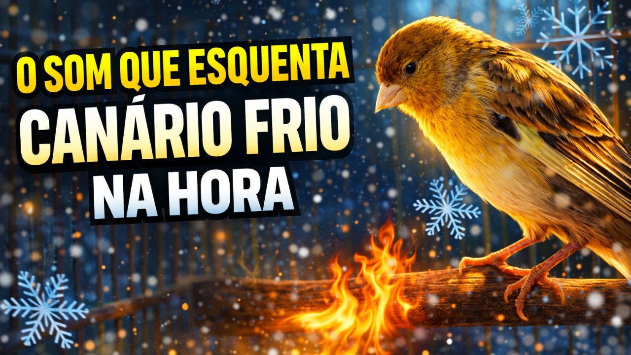 Canário Belga Cantando: Canto Infalível Para Fazer Canário Belga Cantar Alto-Canário belga Esquentar