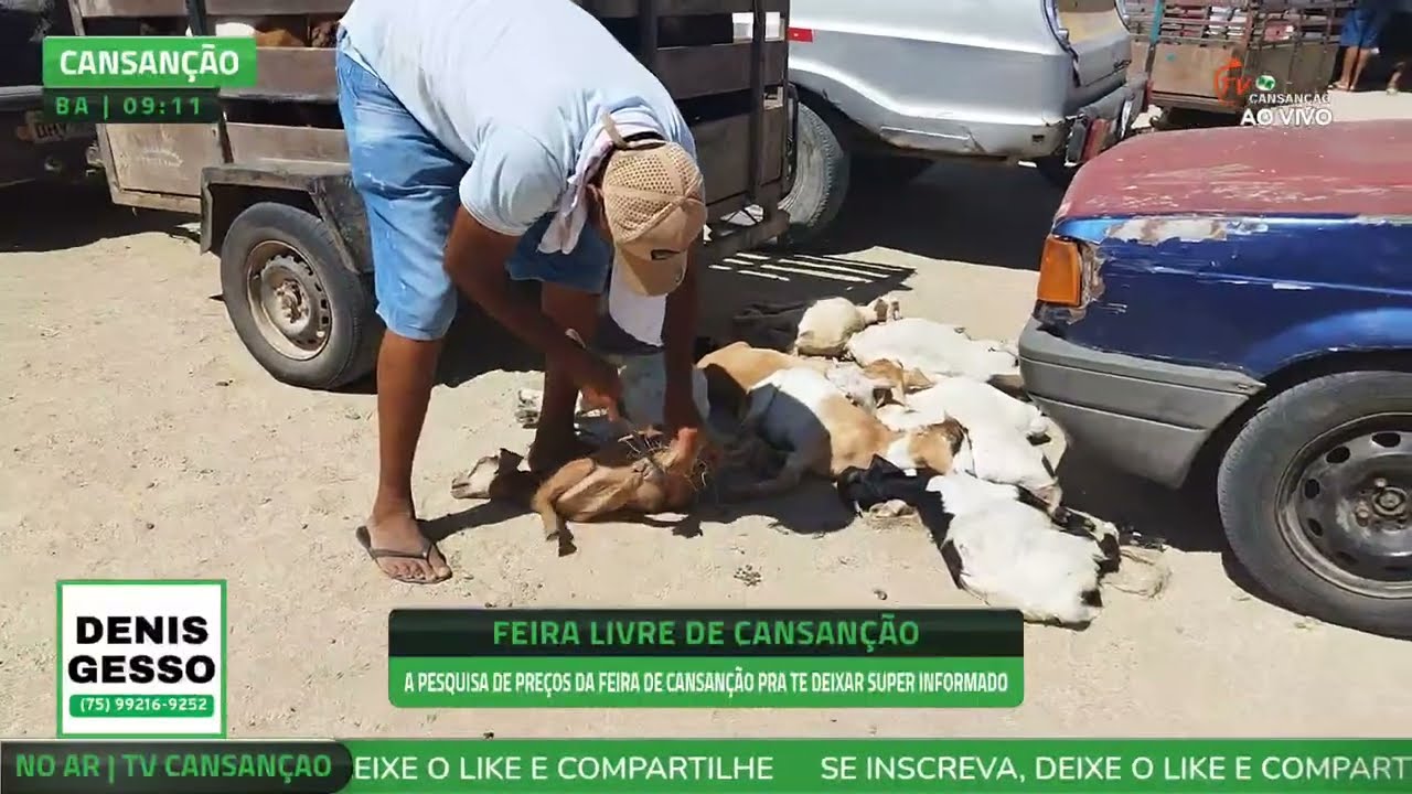 Feira de Ovelhas e cabras de Cansanção Bahia | 17/11/2025 - TV CANSANÇÃO