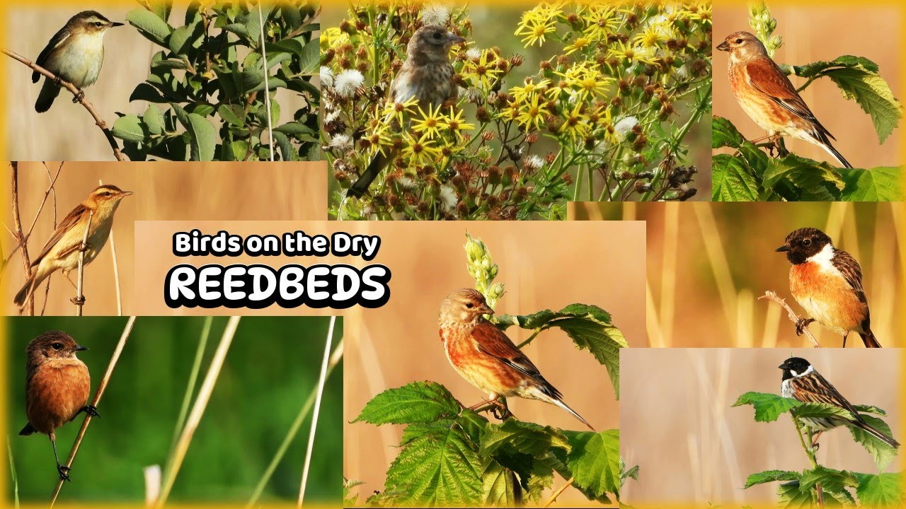 The Hidden Symphony of Dry Reed Beds ♫ Sedge Warbler - Stonechat - Reed Bunting - Linnet  Birdsong ♫