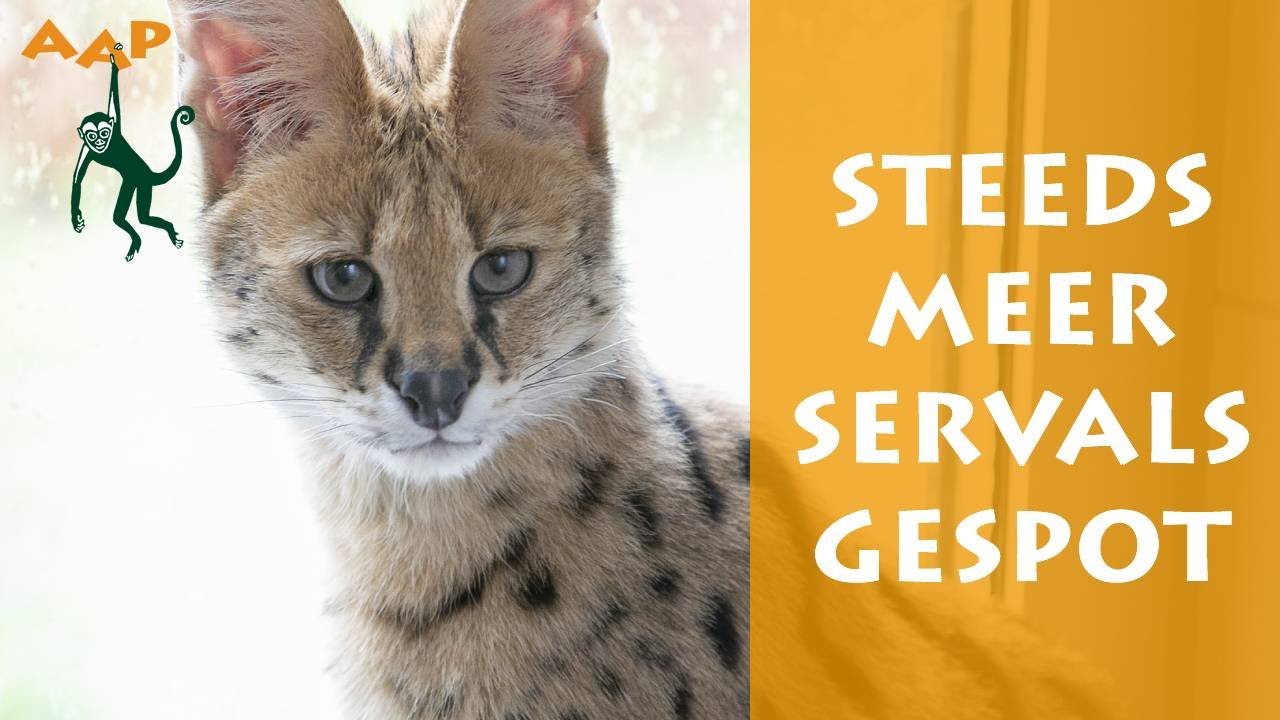 Zorgelijke trend: steeds meer servals gespot - Stichting AAP
