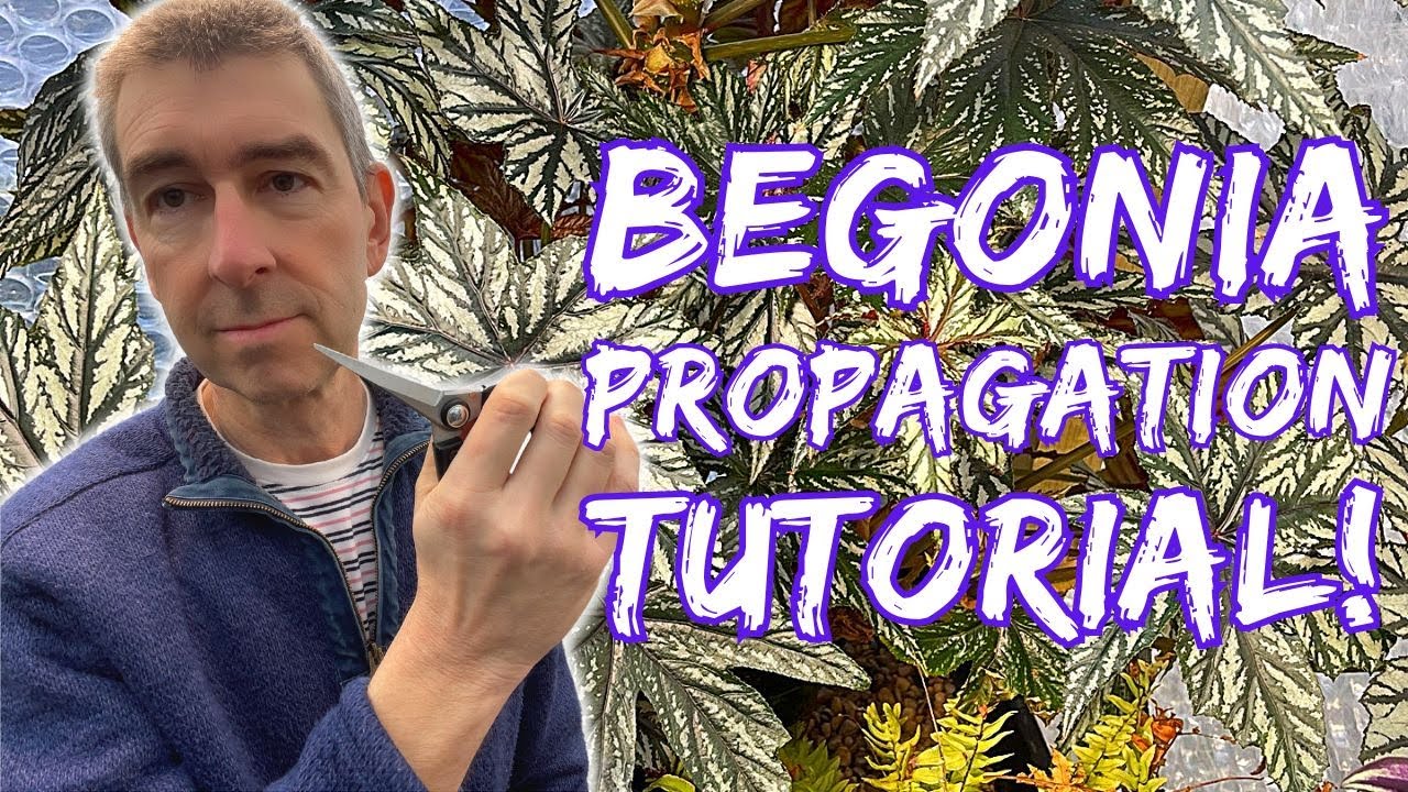 Begonia Propagation Tutorial: 6 Methods Tested & How Effective They Are!
