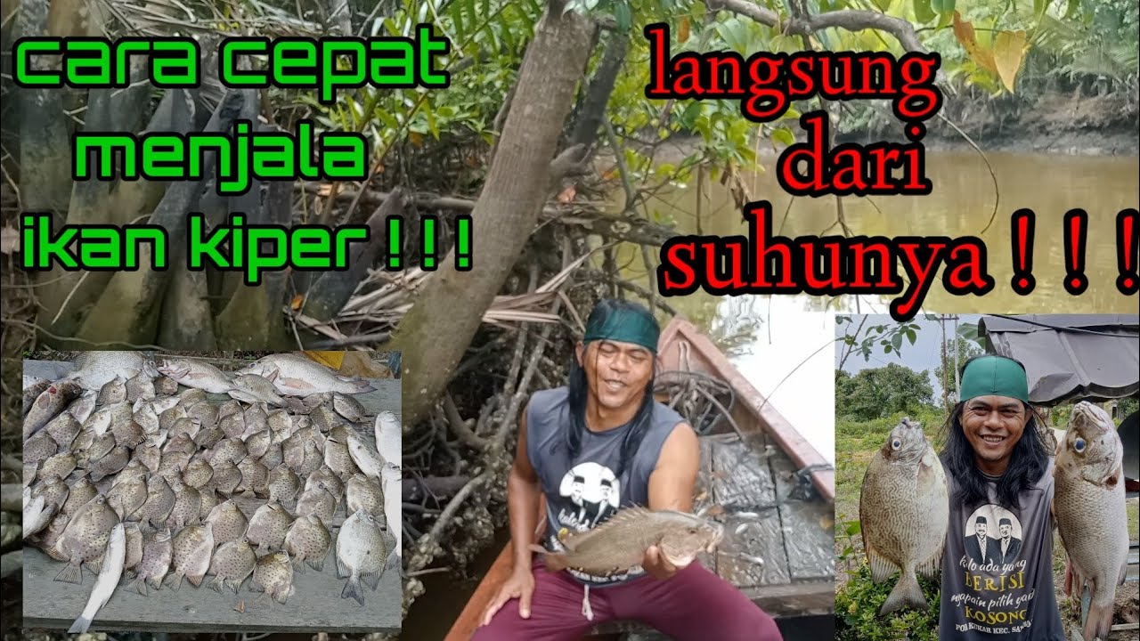 Cara Dan Teknik Menjala Ikan Kiper Agar Dapat Banyak //Wisata favorit buat mancing.