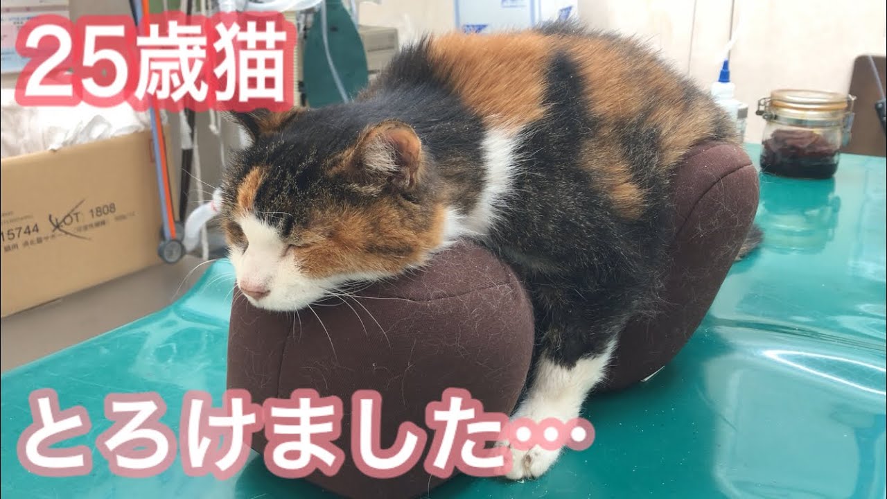 初めてのクッションでとろけた２５歳猫が可愛すぎました。老猫介護にも役立ちそうです。