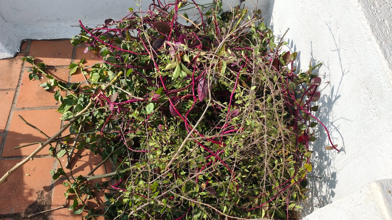 Pruning the plants in Maadithottam and keeping them in a particular place for making them for uram