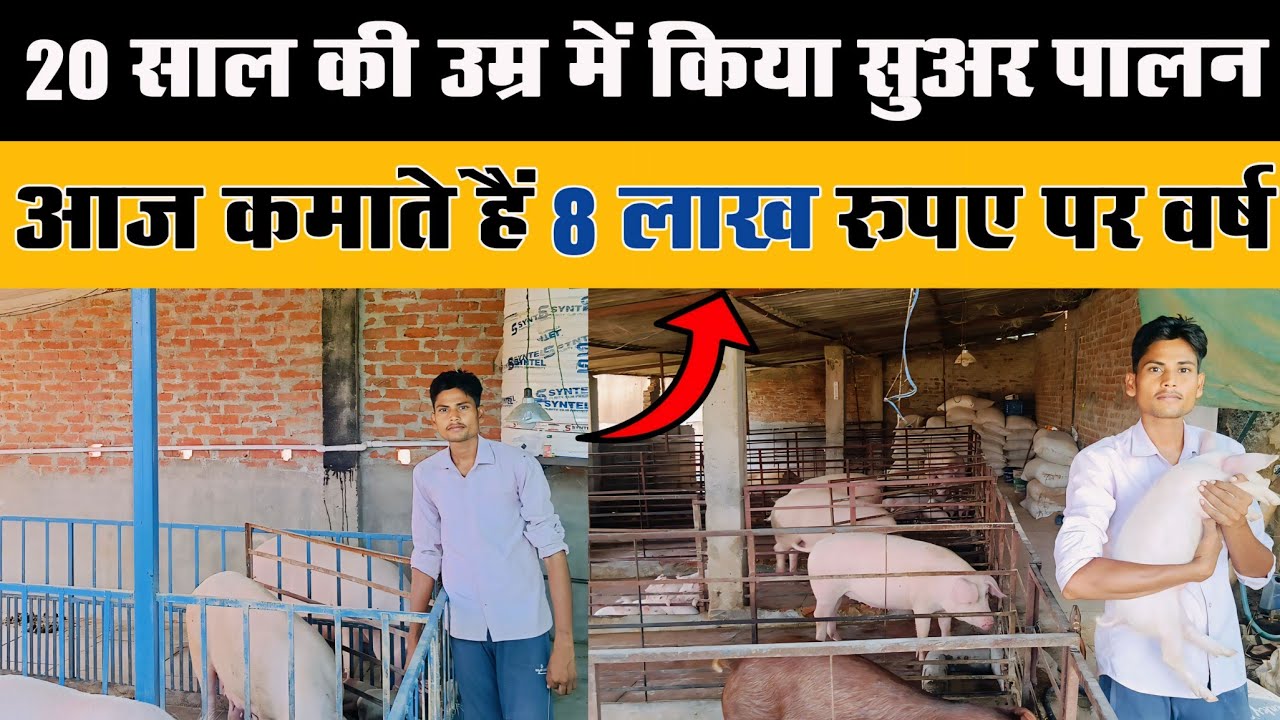 सुअर 🐖पालन कैसे करें। जानिए सम्पूर्ण जानकारी | How to start a pig farming | Pig Farming