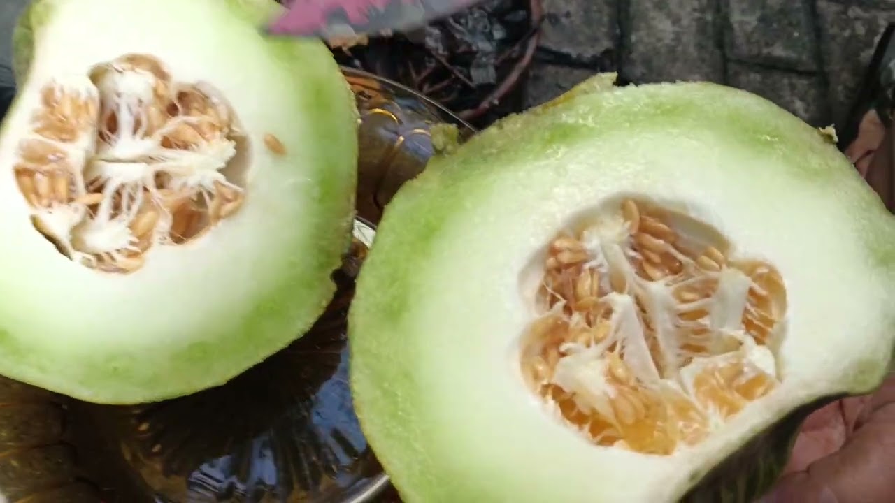 PANEN MELON TANAM SENDIRI #melon #2026 #ketahananpangan 