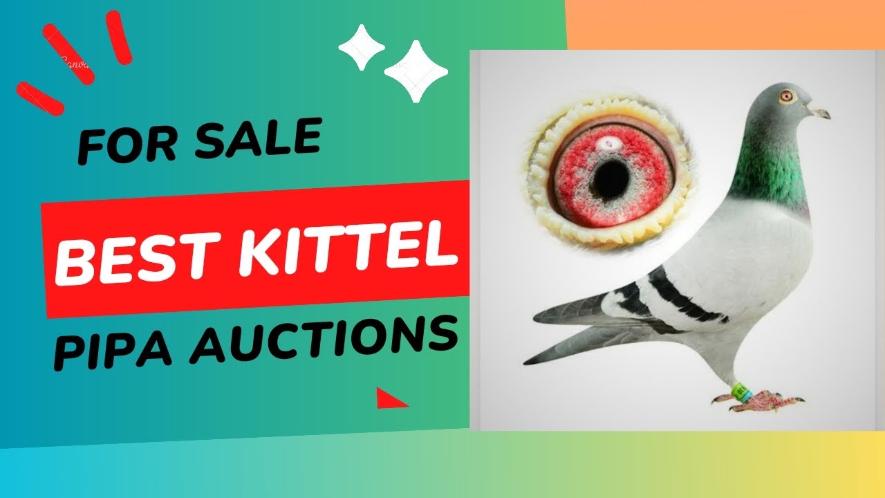 World's Amazing And Best Performer Racing Pigeon Bloodline The 