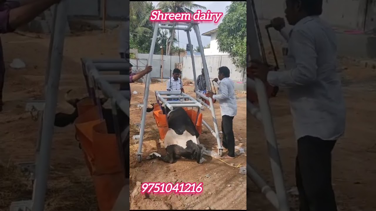 Cow lifting machine supplier 9751041216 மாடு தூக்கும் இயந்திரம் #milkingbuffalo #cowfarm #cow #farm