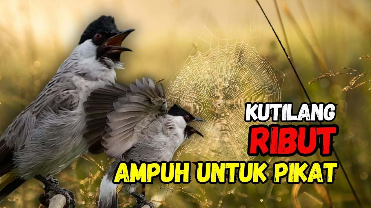 Suara Burung Kutilang Gacor Ribut Ampuh Untuk Pancingan Pikat