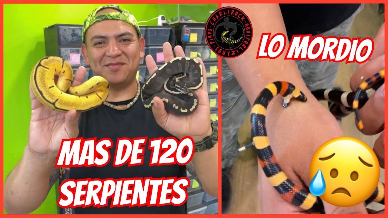 LAS MEJORES SERPIENTES DE DR. SNAKE 🐍 PARTE 1 (UNA LO MUERDE 🤯) JOSÉ LUIS UGALDE
