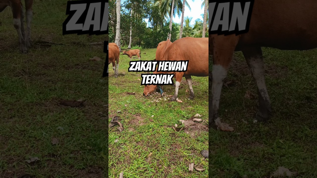 Hitungan zakat hewan ternak #sapi