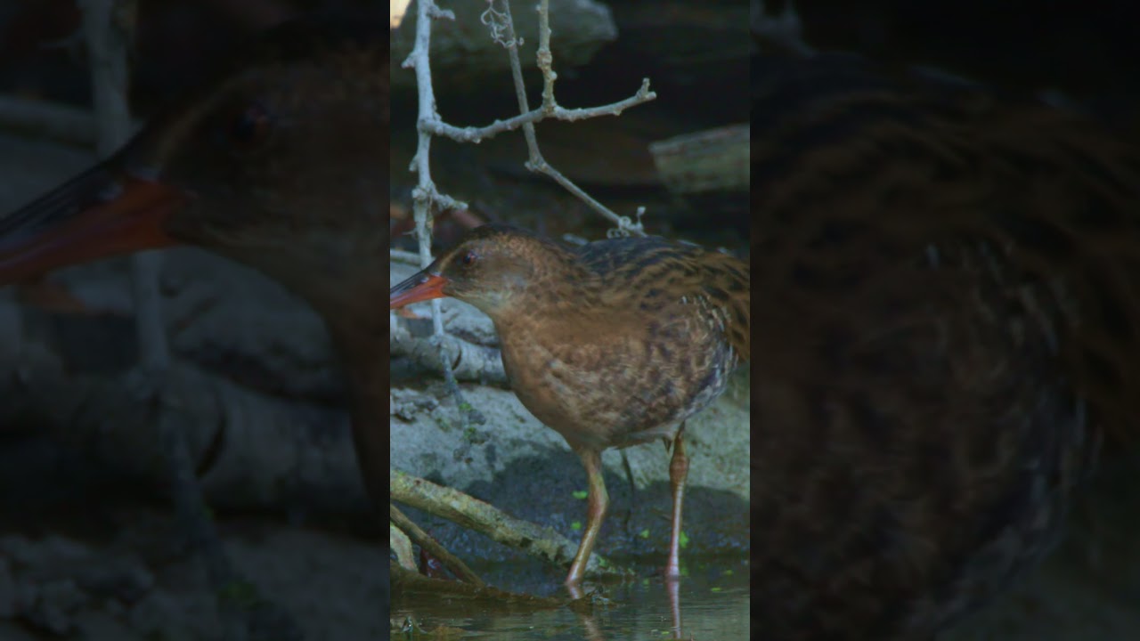 Водяной пастушок | Water rail (Rallus aquaticus)