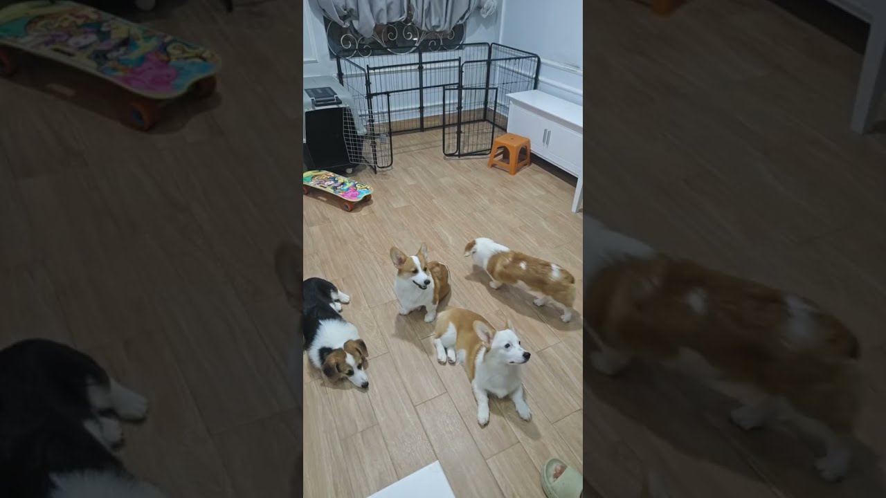 🐶 코기TV | Corgi TV |김연아 뺨치는 웰시코기들의 트리플 굴러🐶 | Corgis Triple Roll Like Figure Skaters
