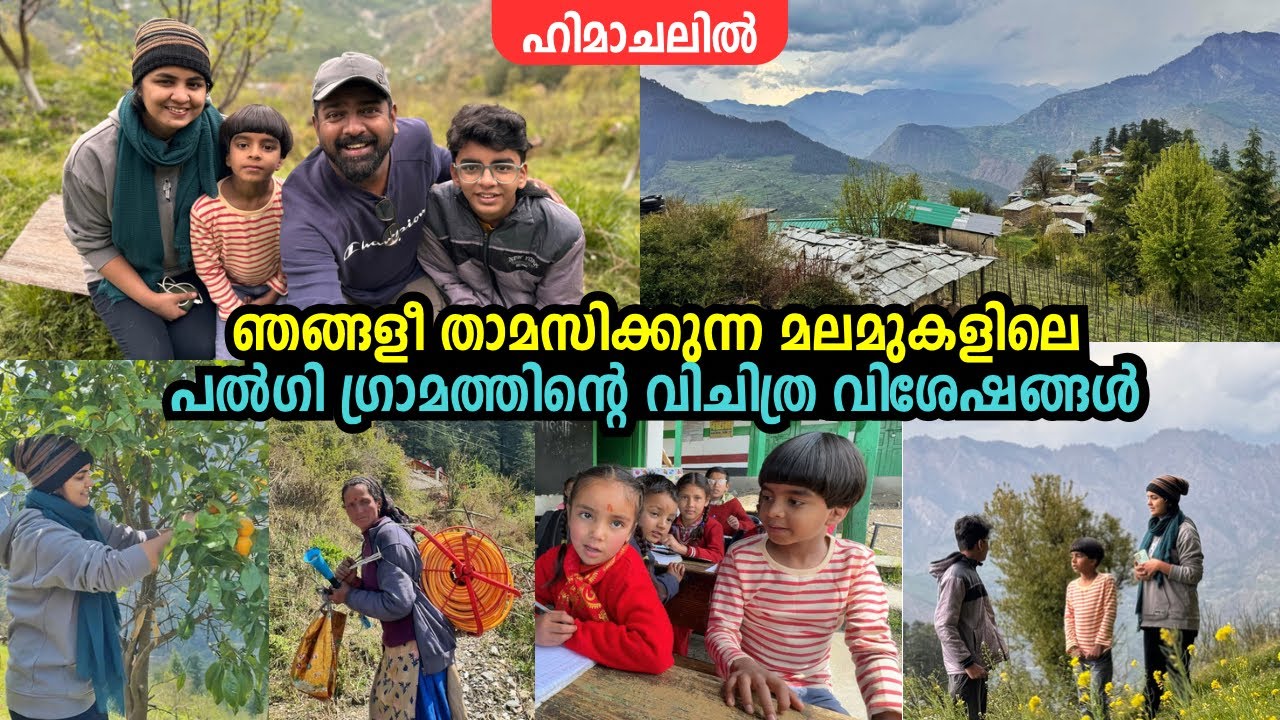 ഞങ്ങൾ താമസിക്കുന്ന മലമുകളിലെ പൽഗി ഗ്രാമത്തിന്റെ വിചിത്ര വിശേഷങ്ങൾ! Palgi Mountain Village - Himachal