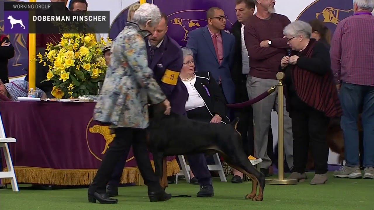 Doberman Pinschers | Breed Judging 2020