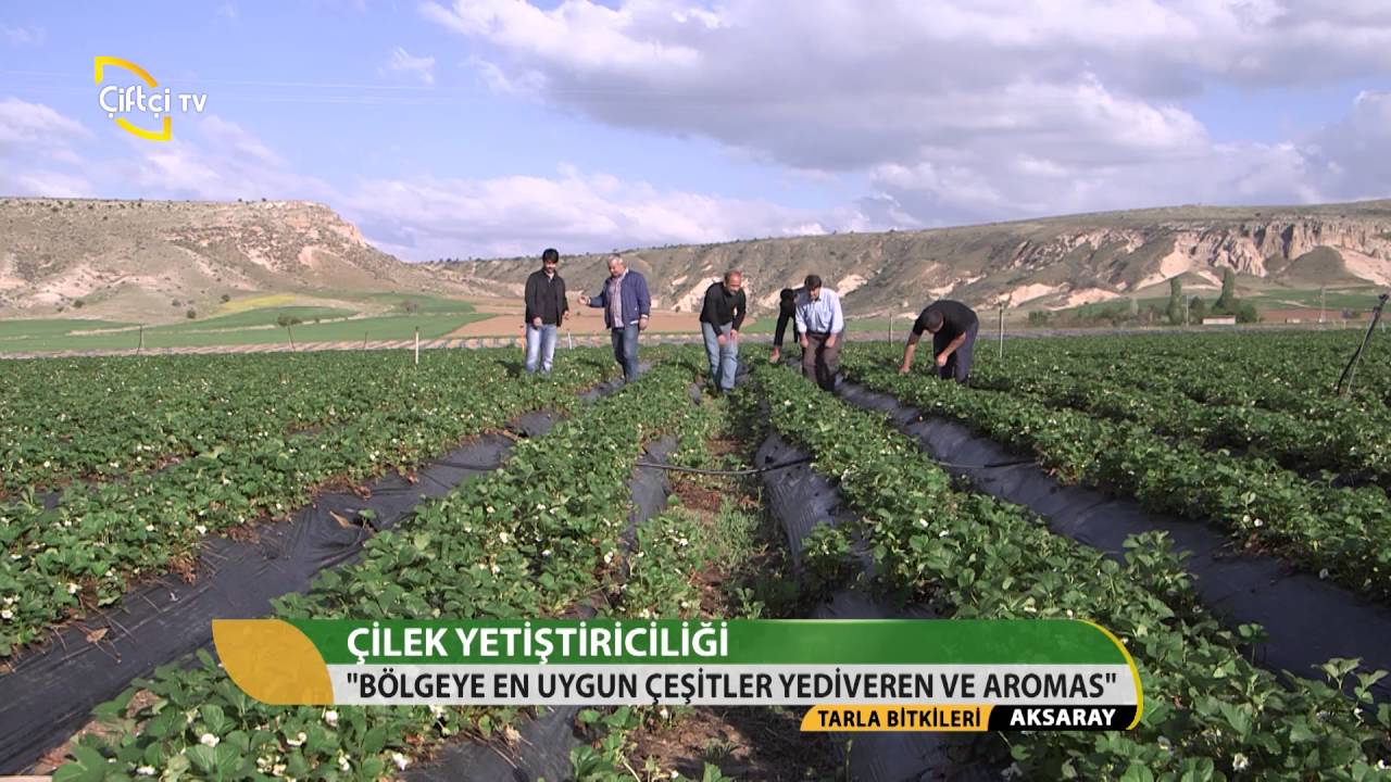 Tarla Bitkileri Çilek Üretimi