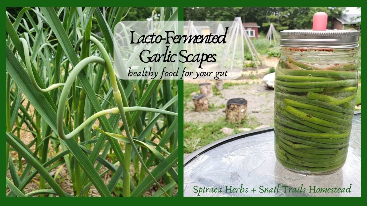 How to Make Lacto-Fermented Garlic Scapes