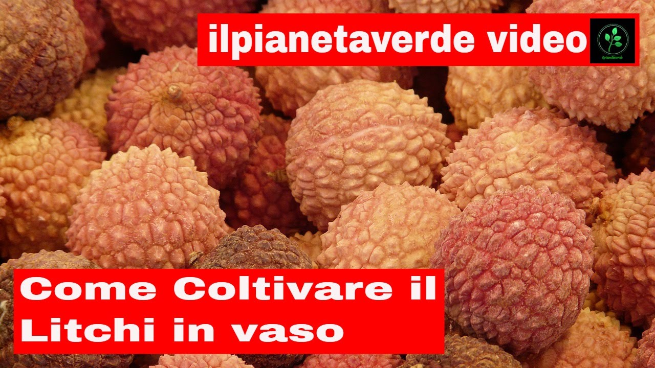 Come coltivare il Litchi ( Uva del deserto )  in vaso