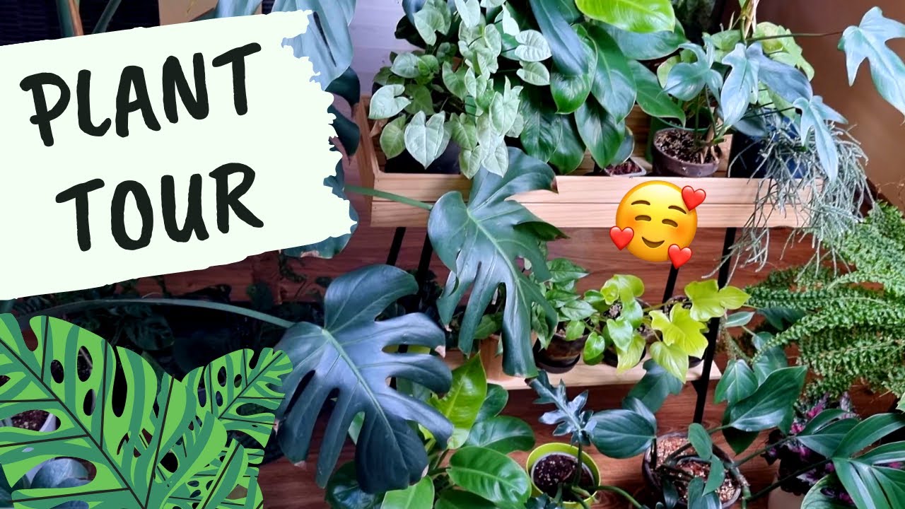 Plant Tour - Moja kolekcja roślin