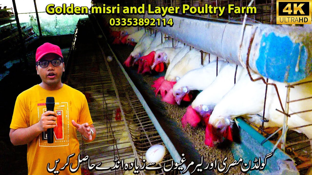 Golden Misri and layer Poultry Farm 2025 Karachi Get more eggs from Golden Misri and Lear chickens