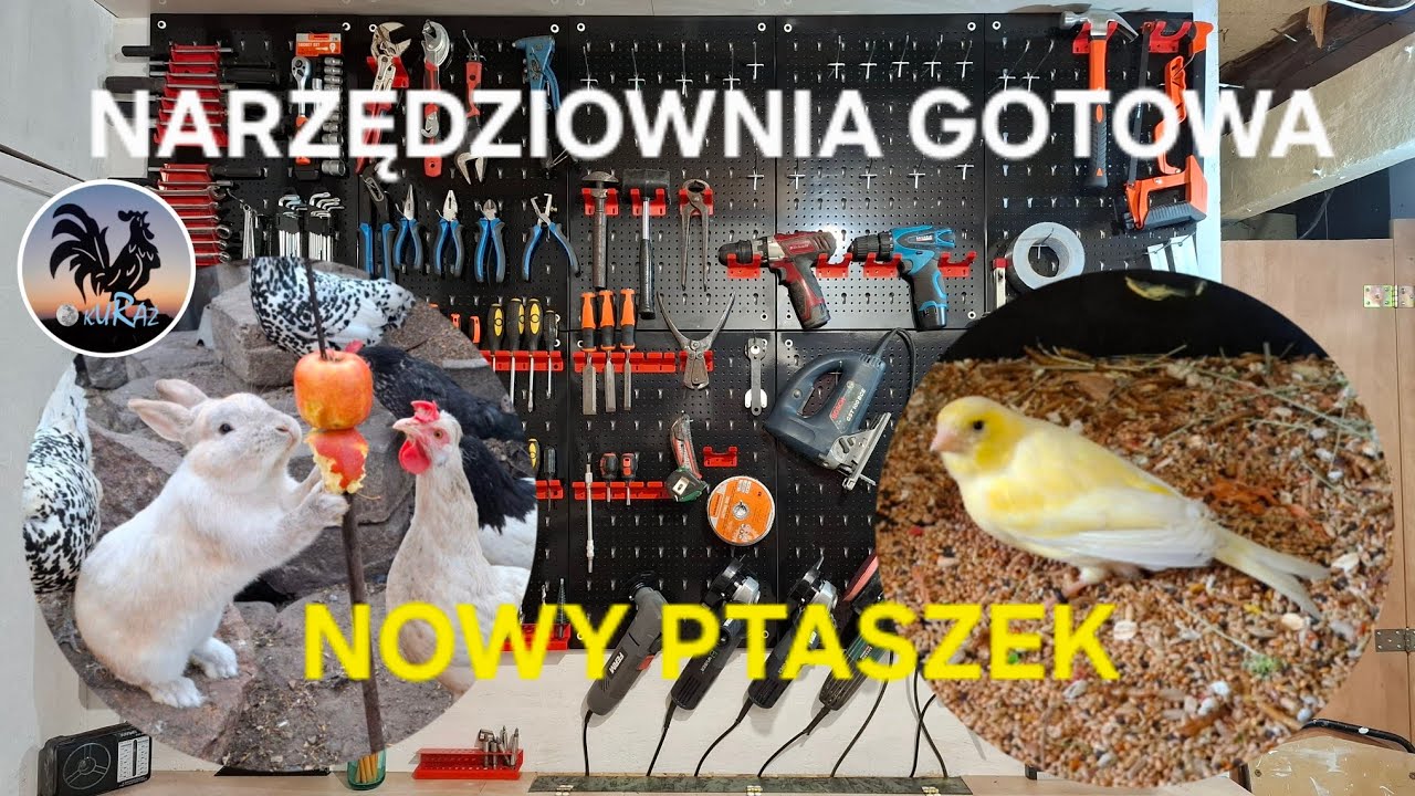 W Garden kuRaż * Narzędziownia i kanarek harceński * 09. 03. 2025