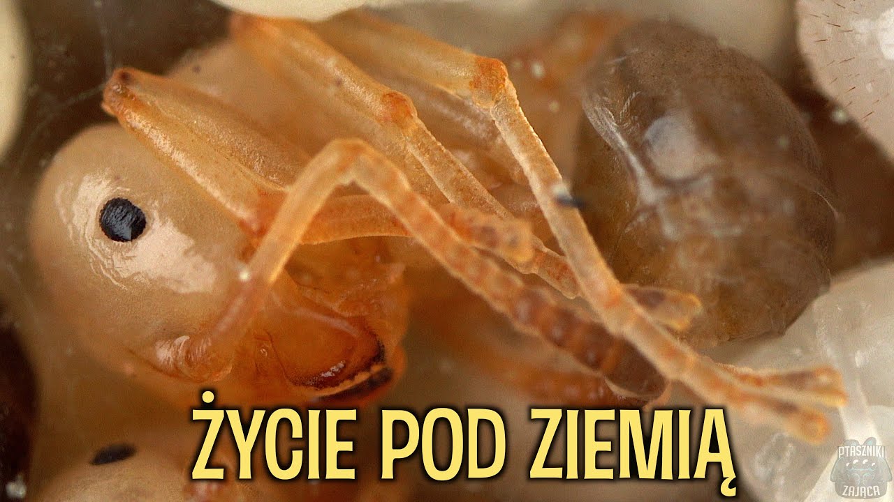 Mrówki! Za dużo mrówek😱  Messor, Camponotus, Rhytidoponera, Polyrhachis, Manica