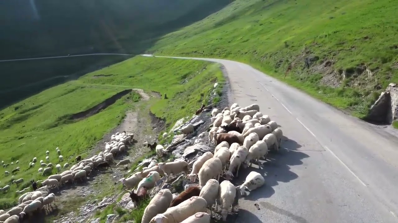 Pays de Corps - La Salette - Les brebis en Alpage après la Transhumance -Survol  #30
