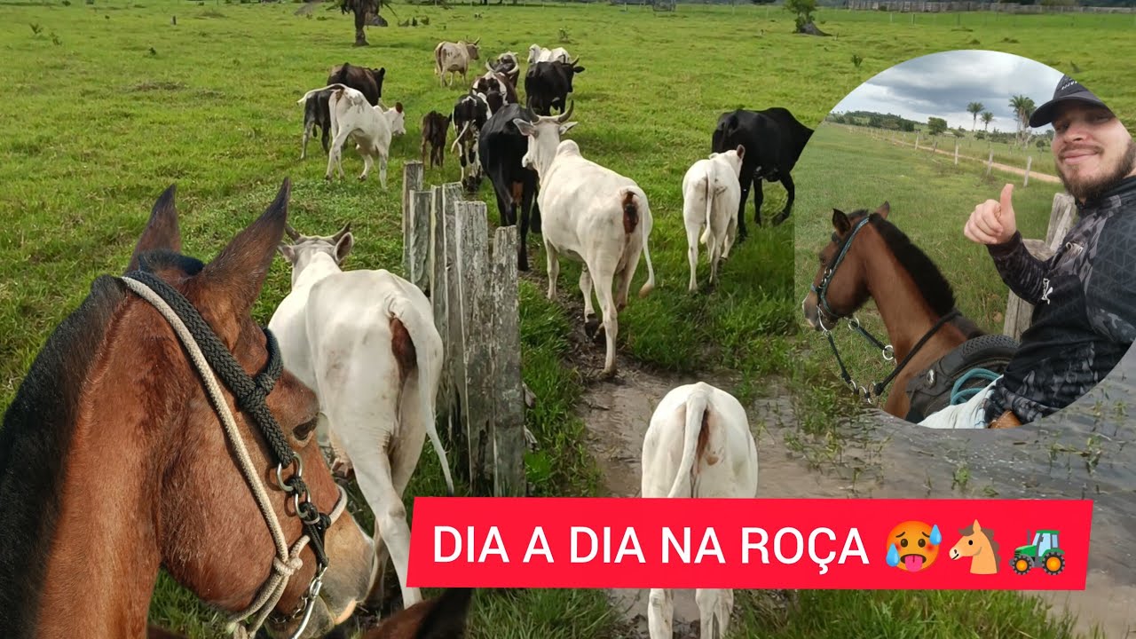 ROTINA NA ROÇA! COLOCAMOS RAÇÃO PRA OS BOIS, TRATANDO DOS BICHOS, APARTANDO OS BEZERROS DAS LEITEIRA