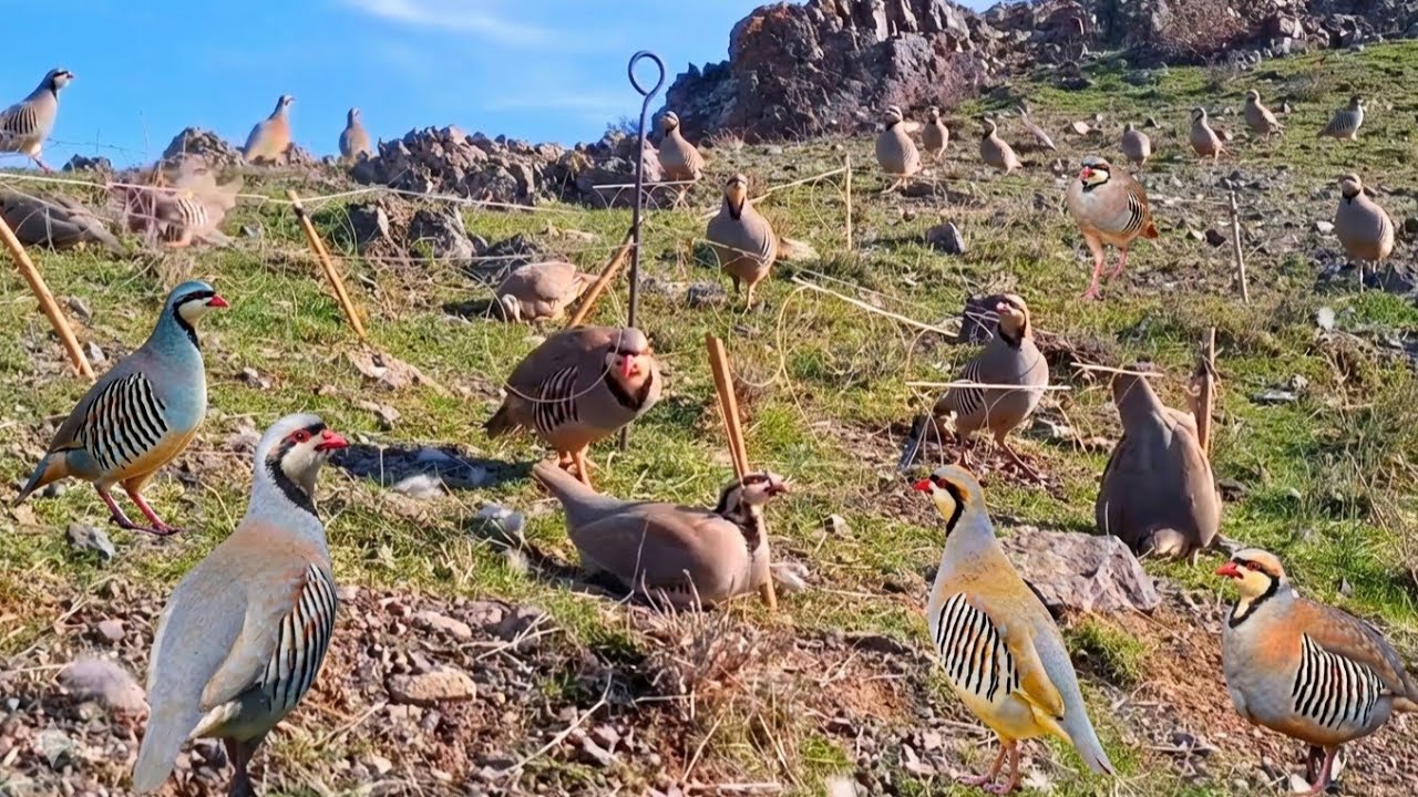 Unbreakable Bird Trap Technique, You should most see for learn Survival skills #zuni_Da_Bird_Hunter 