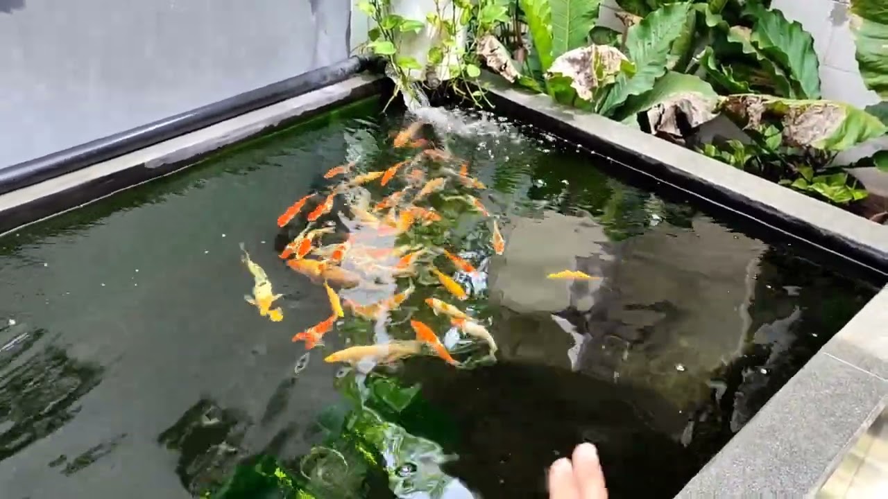 Review Lengkap Kolam Koi Minimalis Padat Koi running 3 bulan