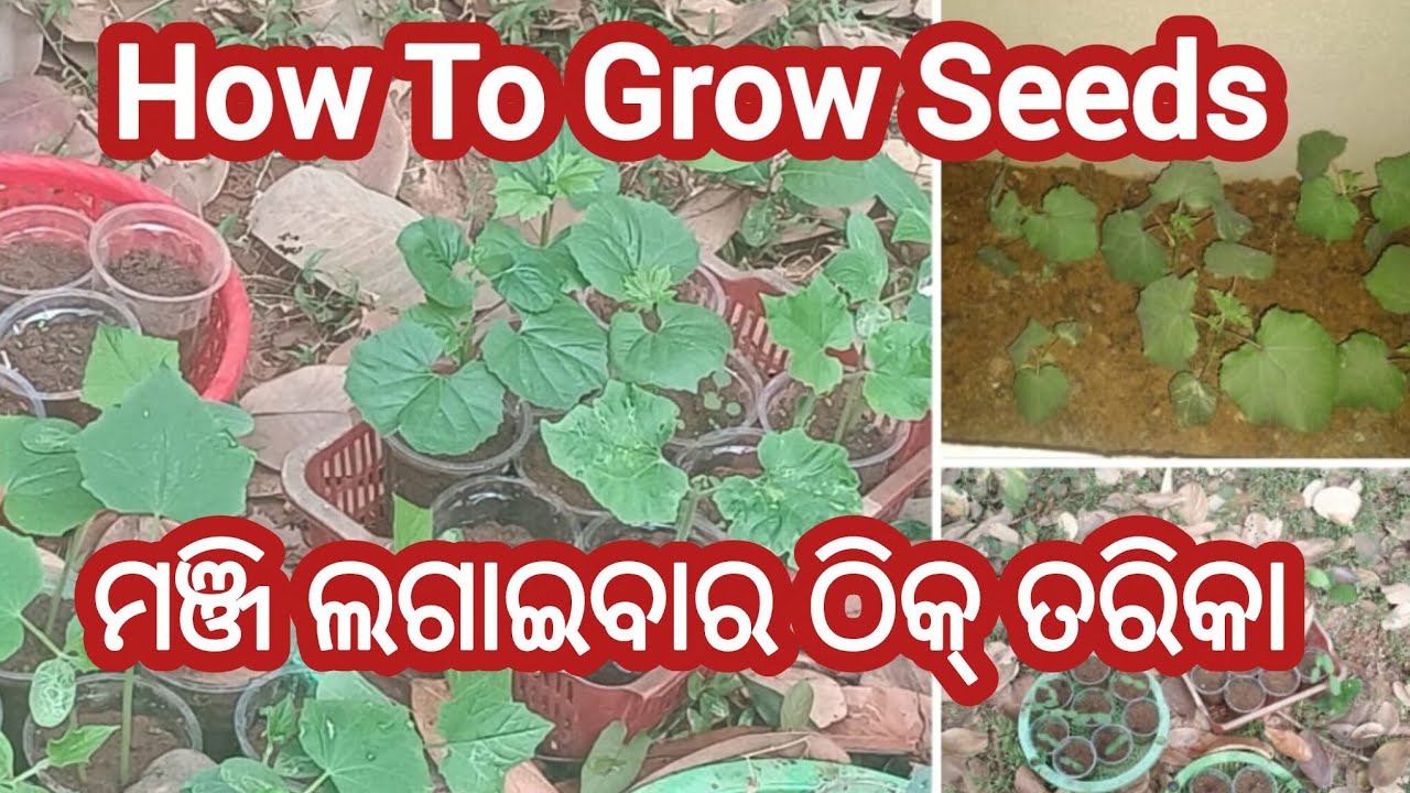 ଏହିପରି ଲଗାନ୍ତୁ ଖରାଦିନିଆ ମଞ୍ଜି /How To Grow Seeds #@supravamishra5346 