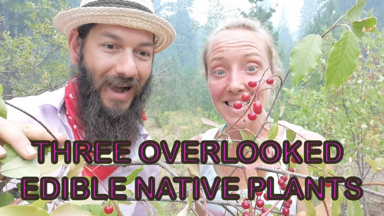 Three Overlooked Edible Native Plants in BC