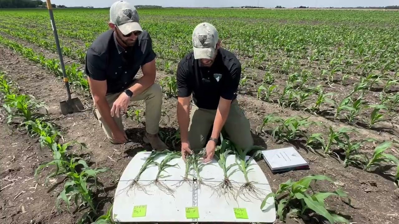 Corn IF Program Study
