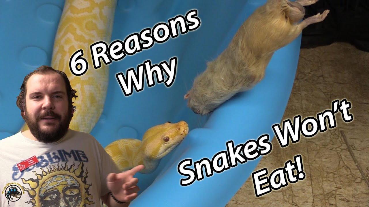 Почему моя змея не ест? 🐍 &mdash; 6 причин!