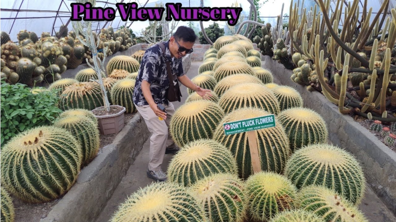 Pine View Nursery Kalimpong Virtual Tour||RJ Sagar