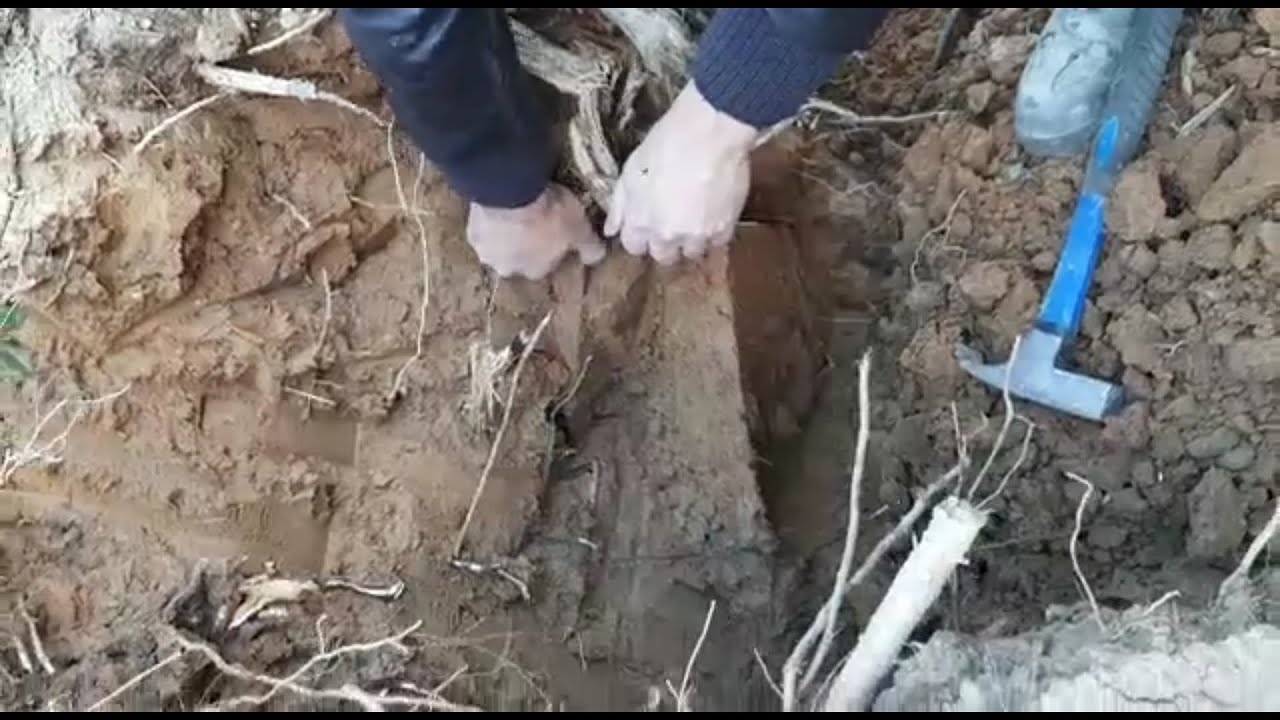 canlı canlı k&uuml;p mezar bulma anı alan tarama &ccedil;ubuklarıyla gold rods