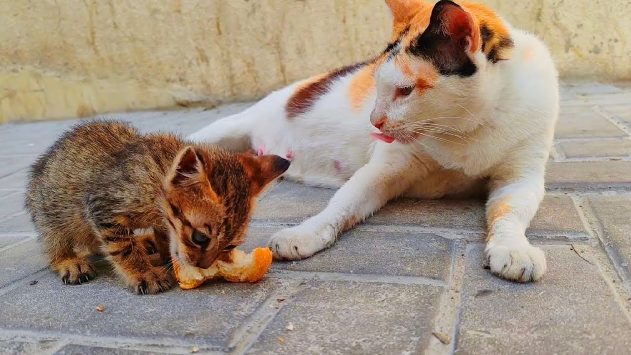 Cat mother give chance to Little kitty to eat bread 🍞& and cat mother stay near kitty#kitten#cat#pet