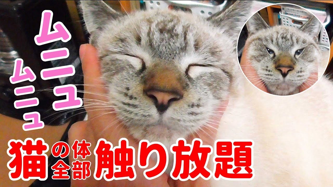 顔をグニャグニャに揉んでも飼い主の膝から降りようとしない猫がかわいすぎた