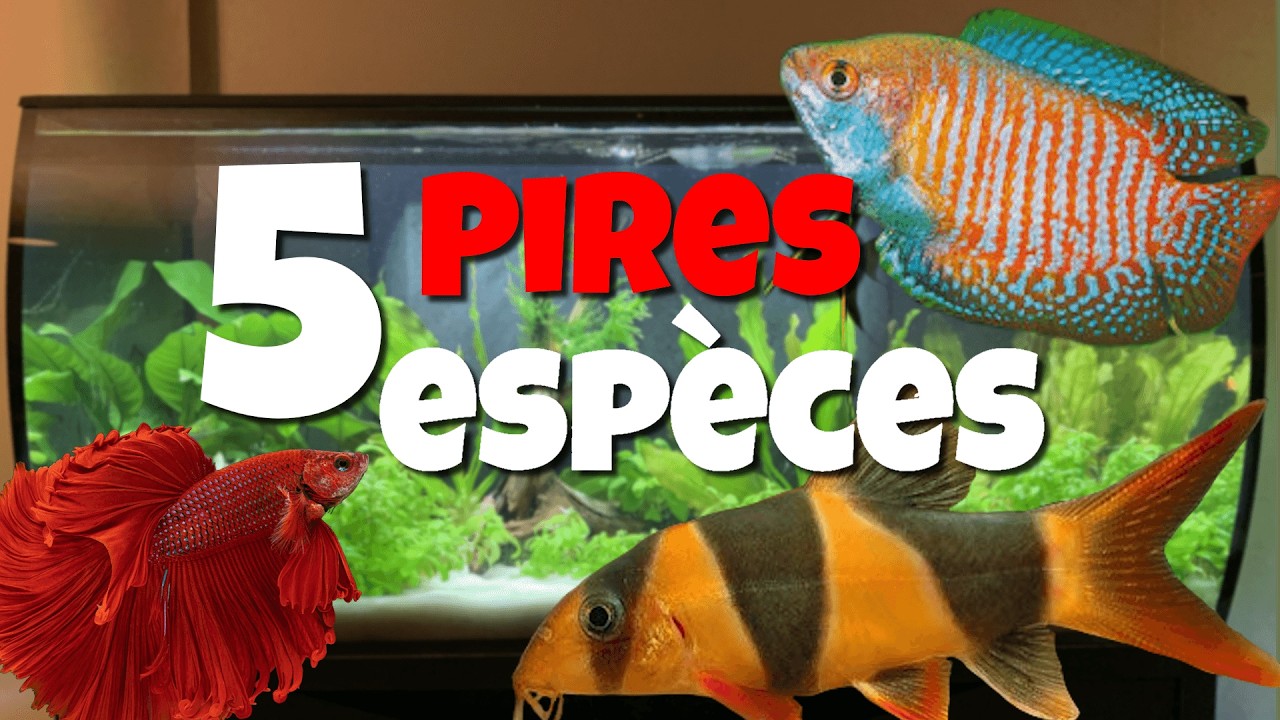 5 POISSONS que je DÉCONSEILLE aux débutants en aquarium !