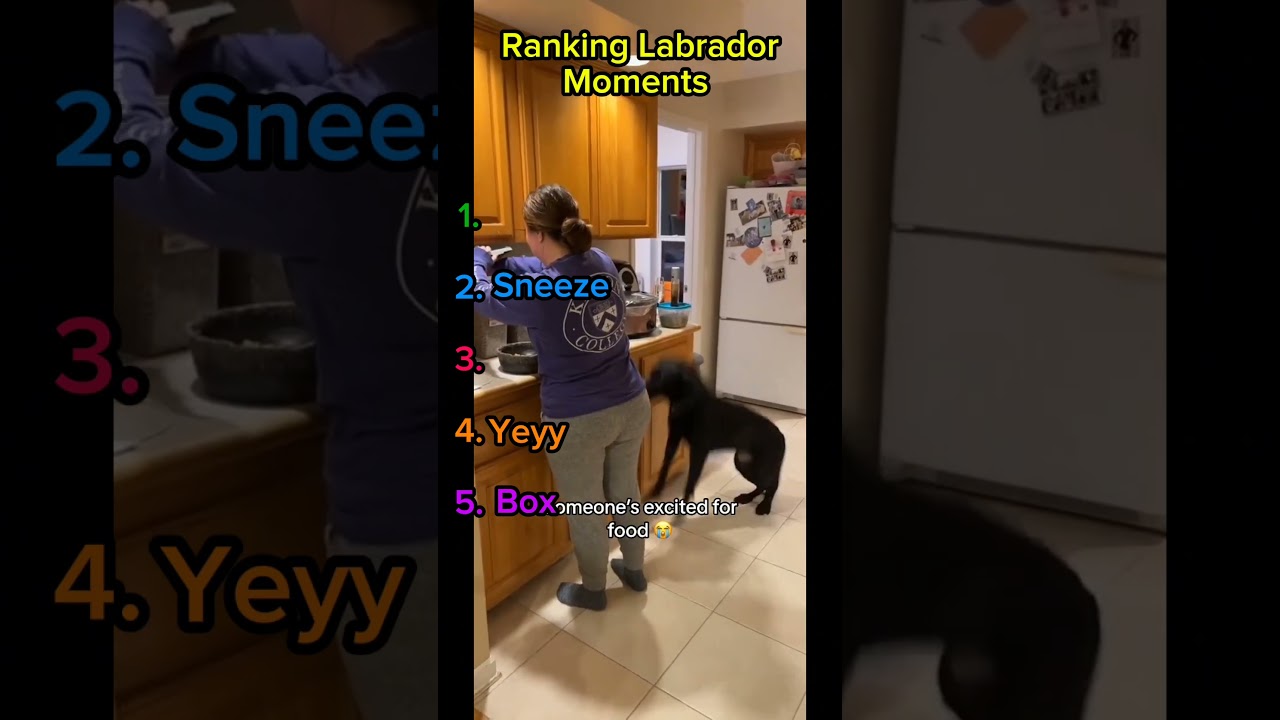 (The last one is so cute🐸🥰)Ranking Labrador Moments #dogshorts #funny #entertaininganimals #labrador