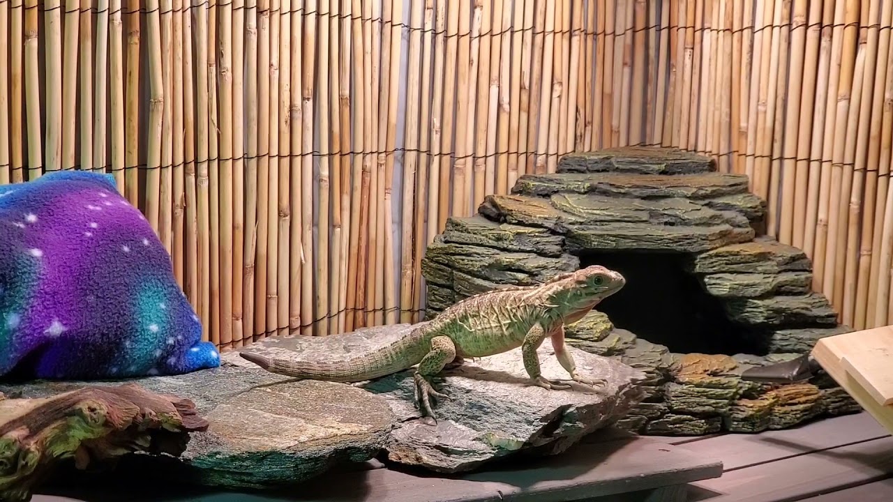 This is MY big boy cage!!! #sullyvision