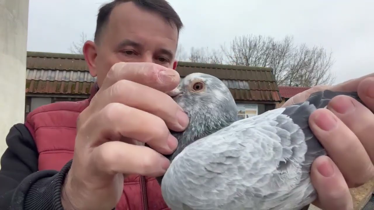 Gołębie szpaki Pałka 1360 , Mały Tom , Generał do rozpłodu 513016809 Artur Pawelec