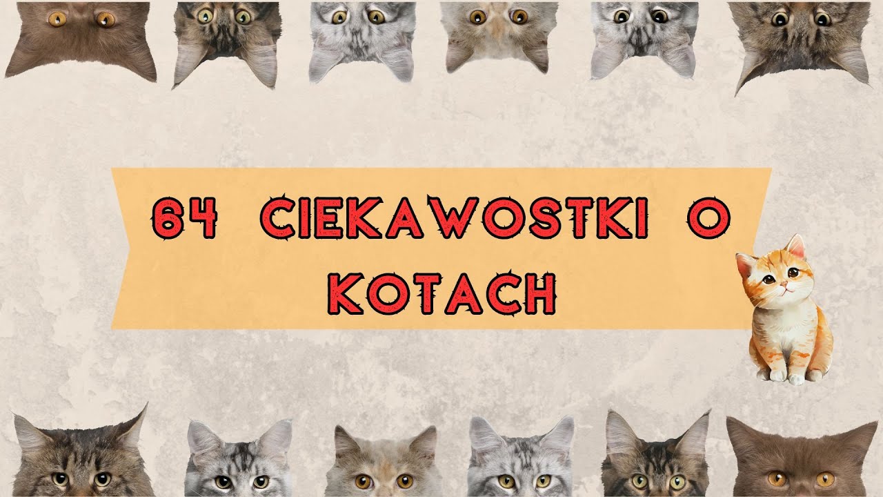 64 ciekawostki o KOTACH - fakty o KOTACH kt&oacute;rych prawdopodobnie nie znasz!