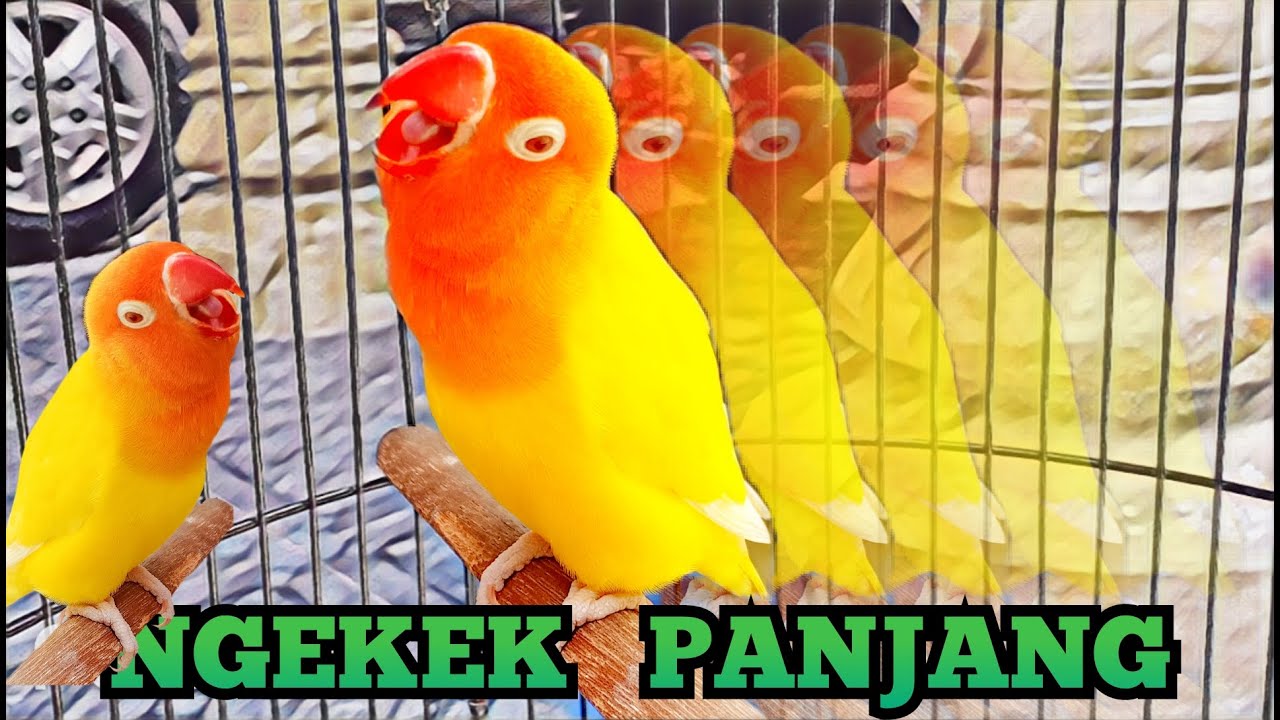 Lovebird ngekek panjang FIGHTER